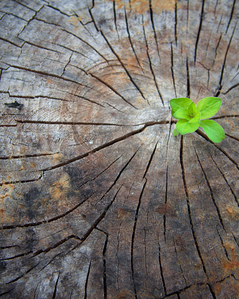 wood