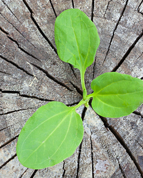 clover