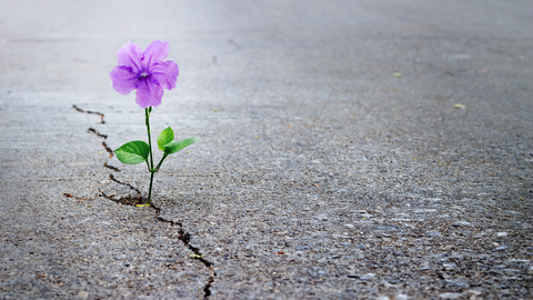 violet flower
